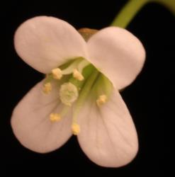 Cardamine dolichostyla. Top view of flower.
 Image: P.B. Heenan © Landcare Research 2019 CC BY 3.0 NZ